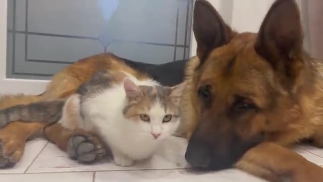 German Shepherd Attacked by Cute Cat