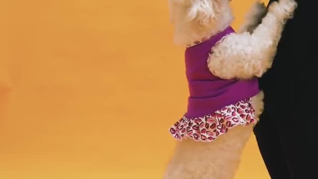 Cute dog and smart dog video