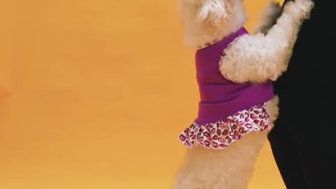 Cute dog and smart dog video