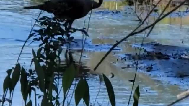 Wild Turkey Doesn't Trust Biden For Parden