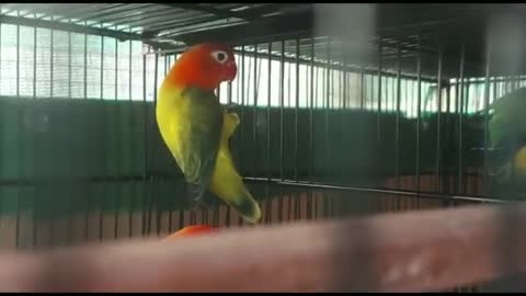 African love birds.