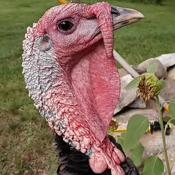 Turkey surprise