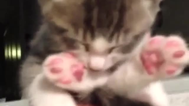 A cute cat