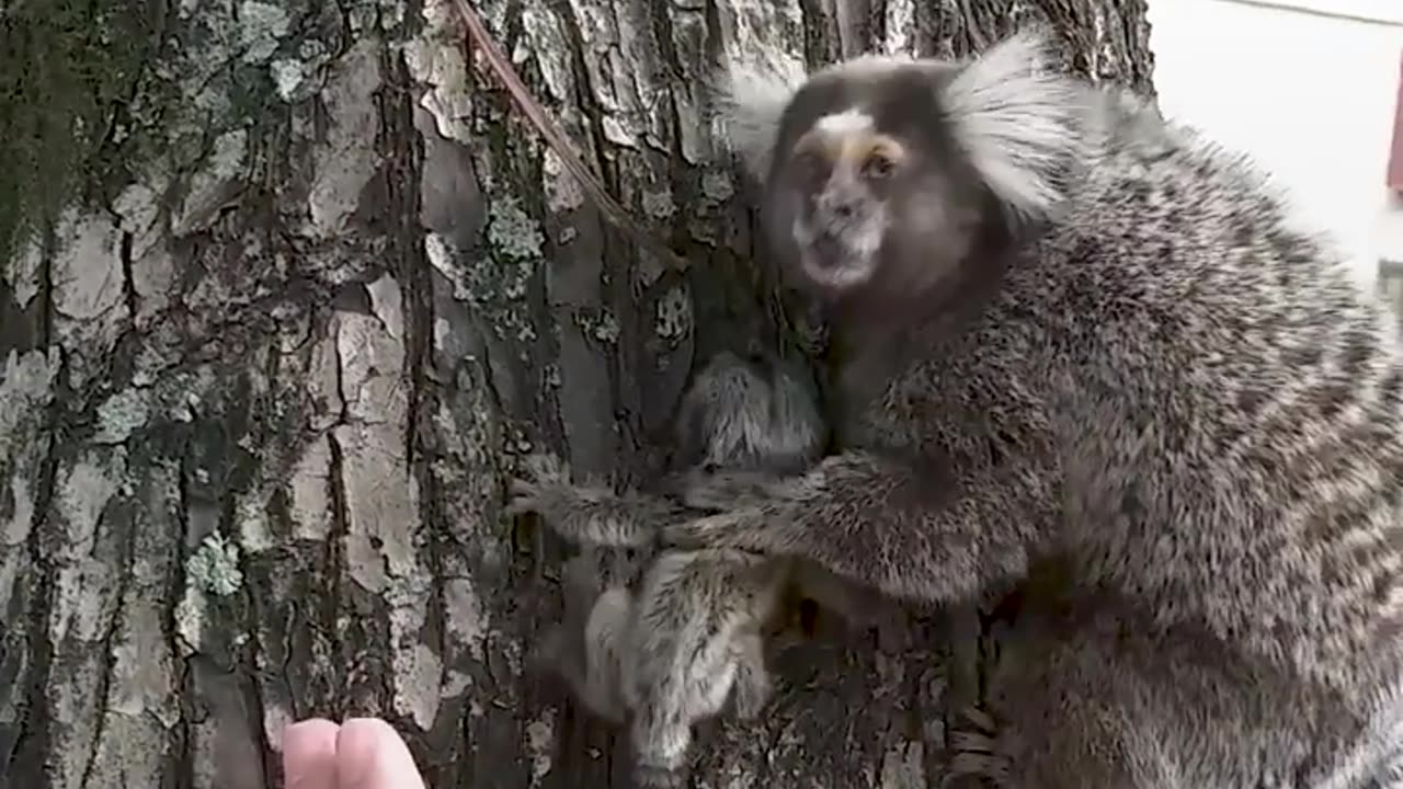 Kind stranger lends mother lion tamarin a helping hand ❤️