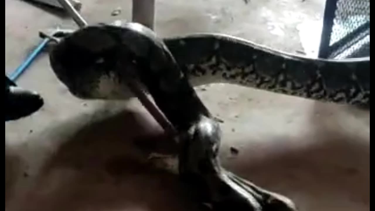 Cobras no teto