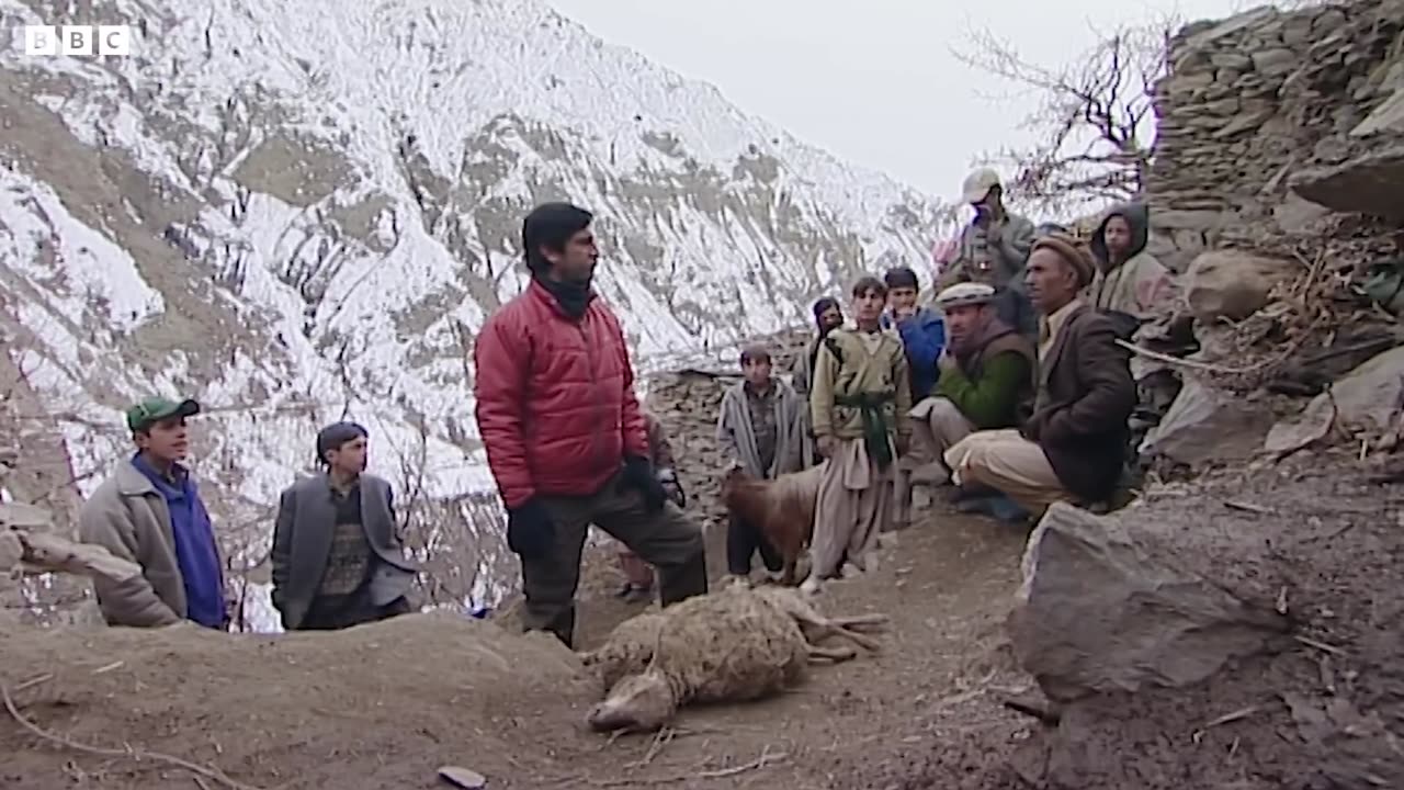 Snow Leopard Cub Learns From Its Mother | Snow Leopards Beyond The Myth | BBC Earth