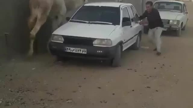 Camel wants to marry this man