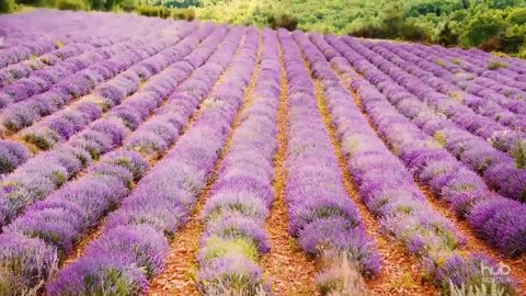 Il paesaggio della campagna in Europa e in Italia