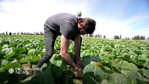 Fertile farmland delivering local produce to Canadians is at risk