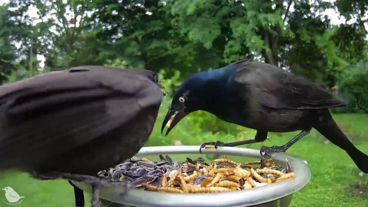 The Birds Cam will help you learn more about birds