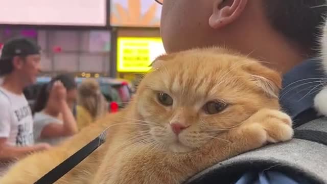 Cat owner warmly let's his cat sleep on his shoulders