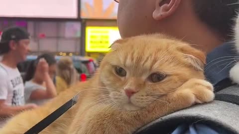 Cat owner warmly let's his cat sleep on his shoulders