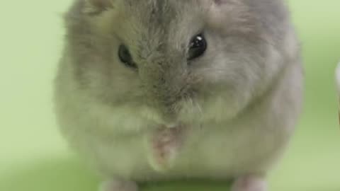 Hamster