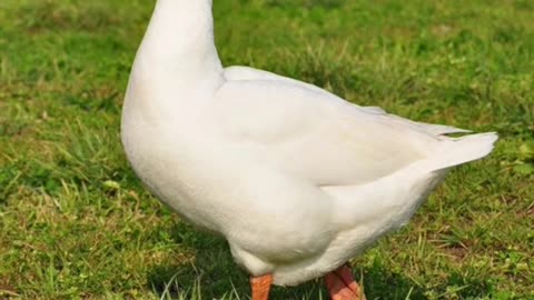 animal