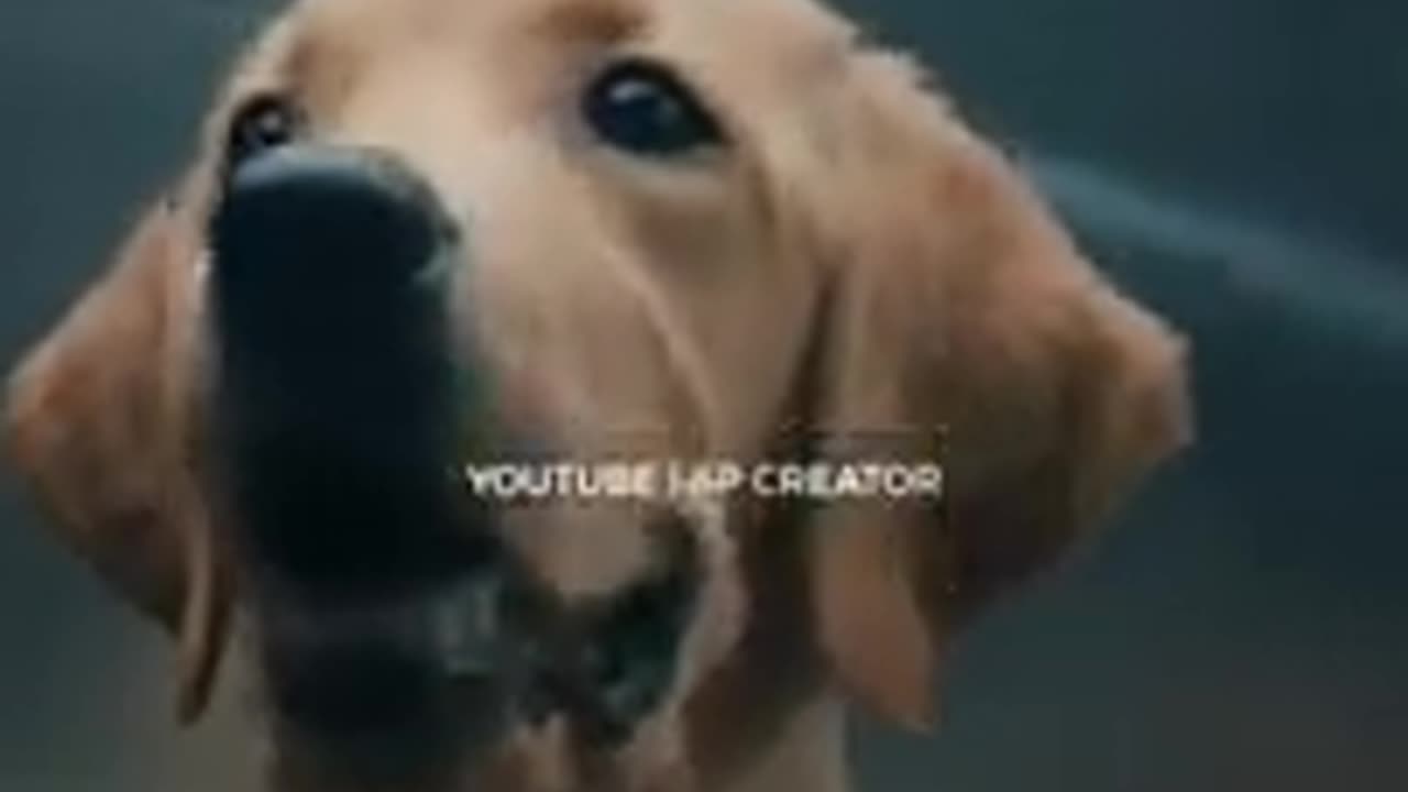 DOG LOVERS