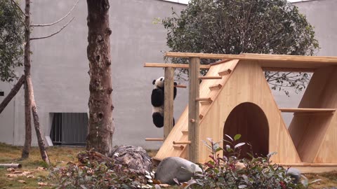 Cute cute panda