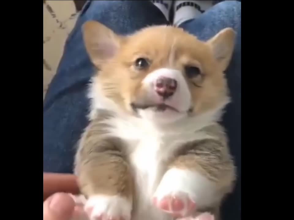 So cute puppies video 2021 🐶 . funny sound