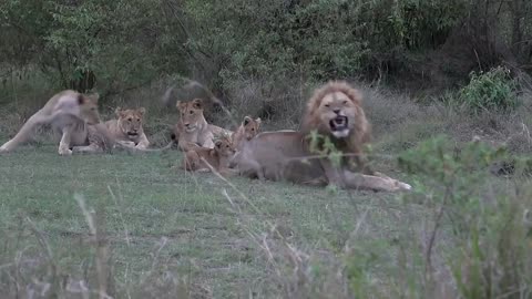 Older lion cubs teach kids not to bite Dad