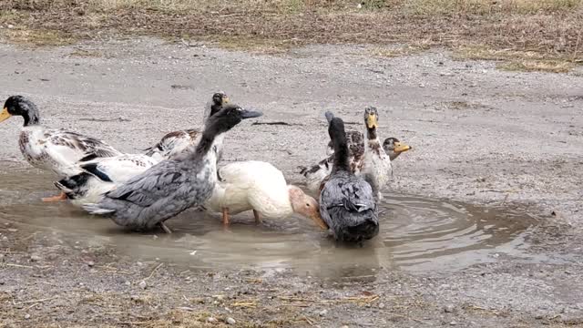 Ducks playing in a puddle