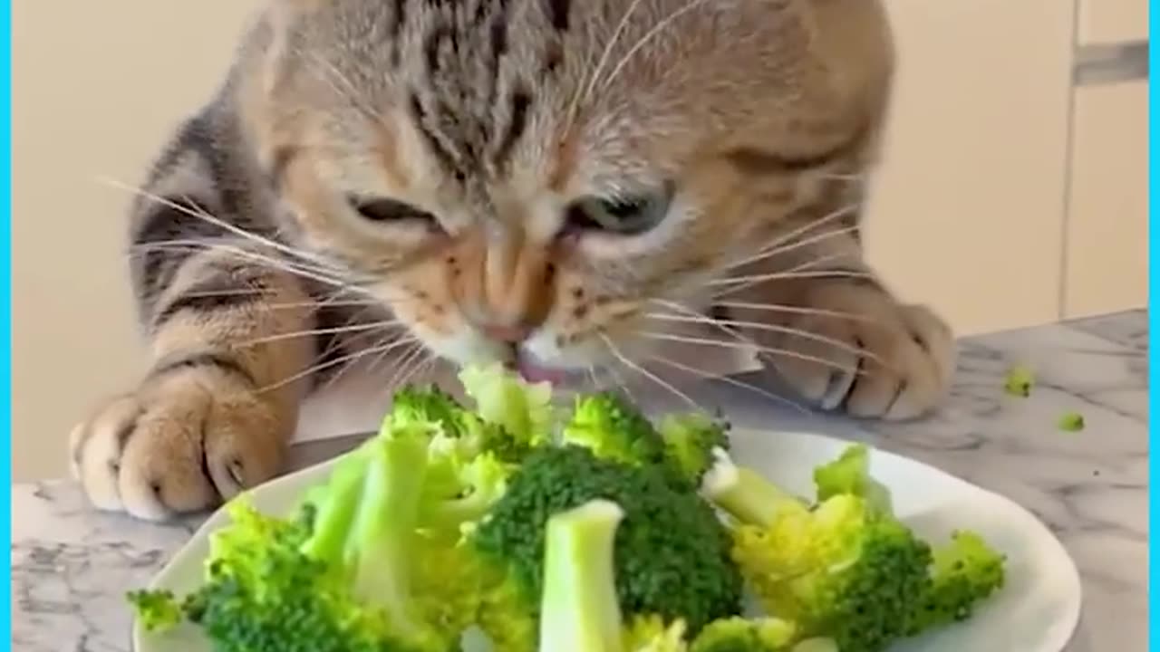 Funniest Animals 2023 😂 Funny Cats and Dogs 🐱🐶 | Funny Animal Videos🐕 pets lover-Animal lover # 3