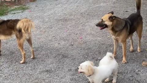 Three Dogs With A Cat, They Live Together and Play Around Peacefully