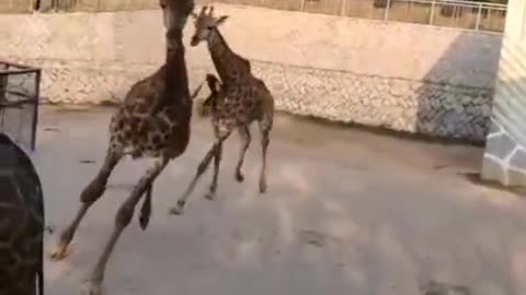 This video has some giraffes