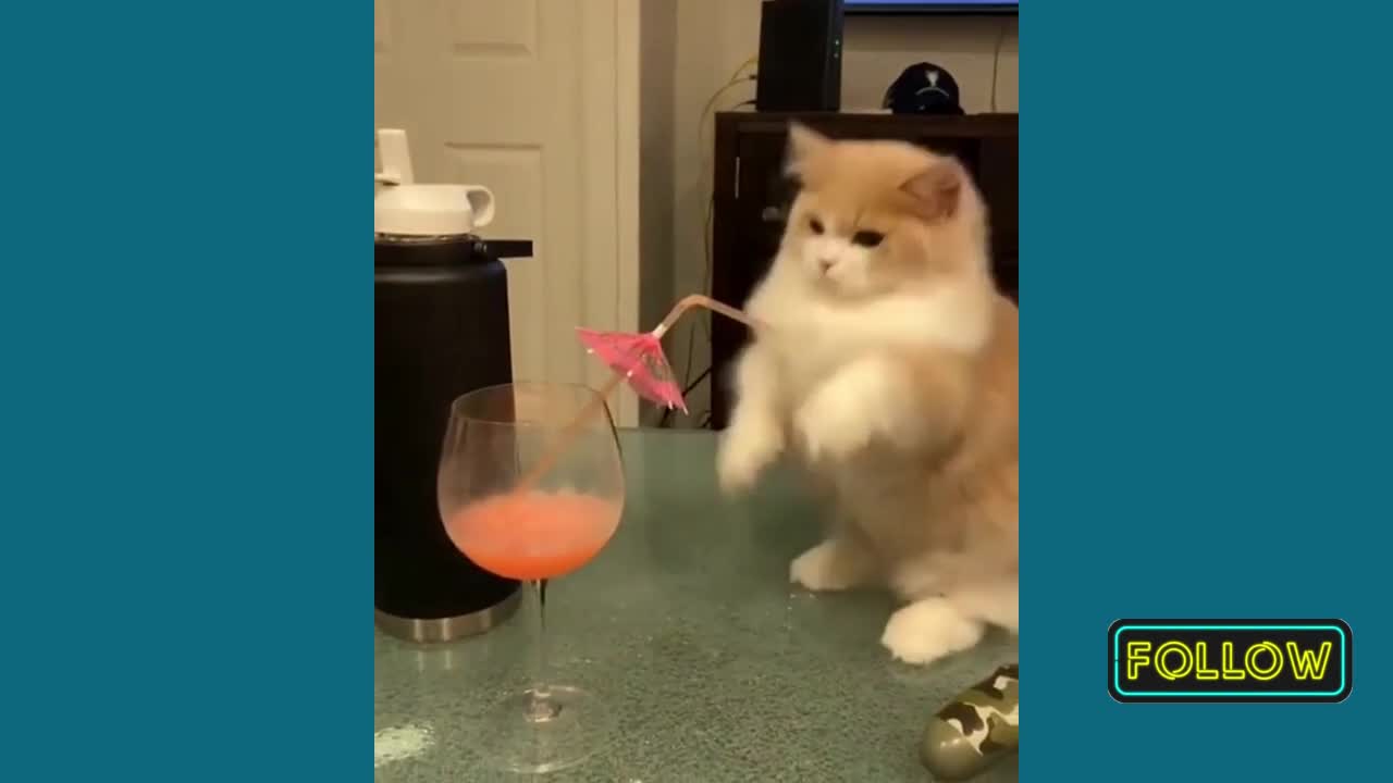 Funny cat #1