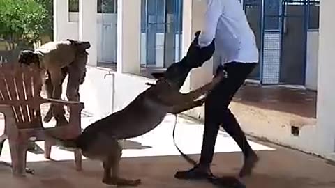 Dog training