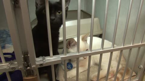 Black and White Cats Waiting For Home in Animal Shelter Cage