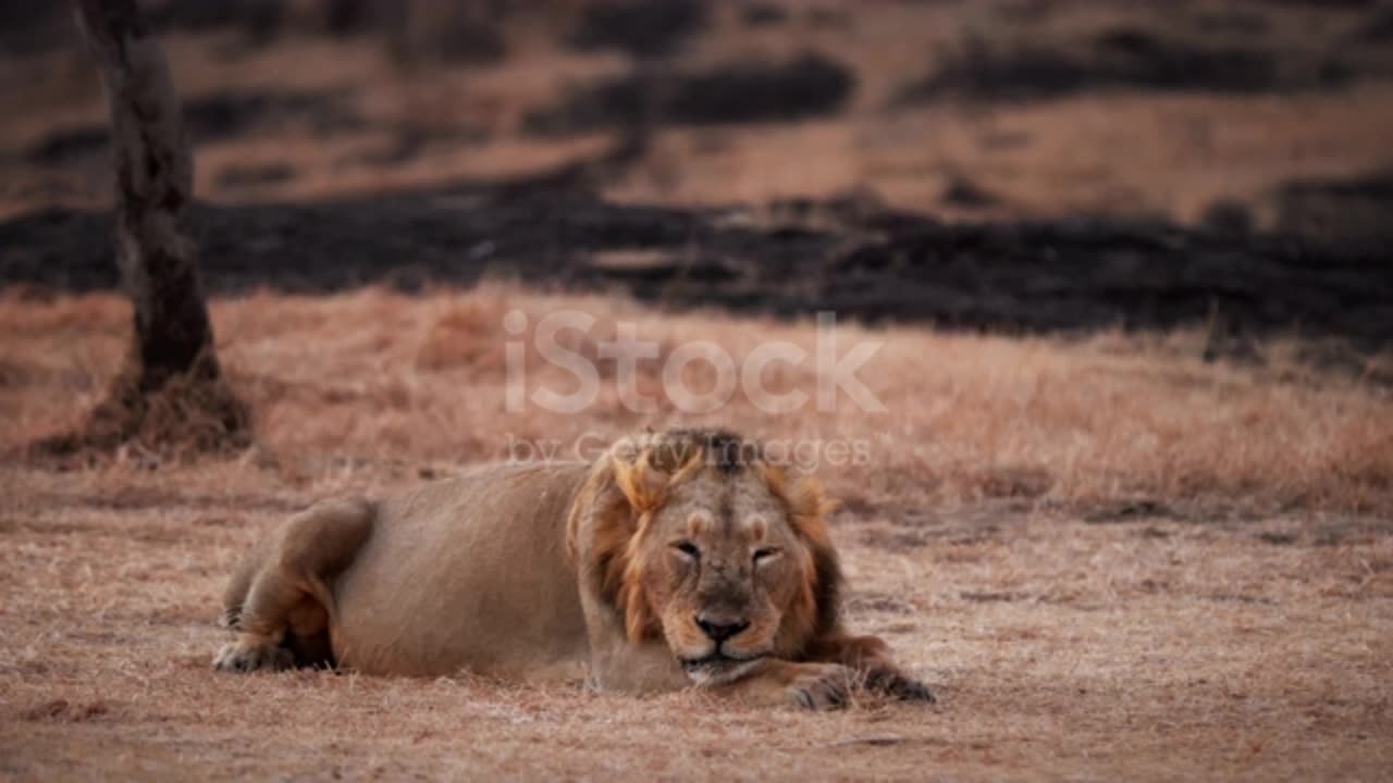 Forest king lion