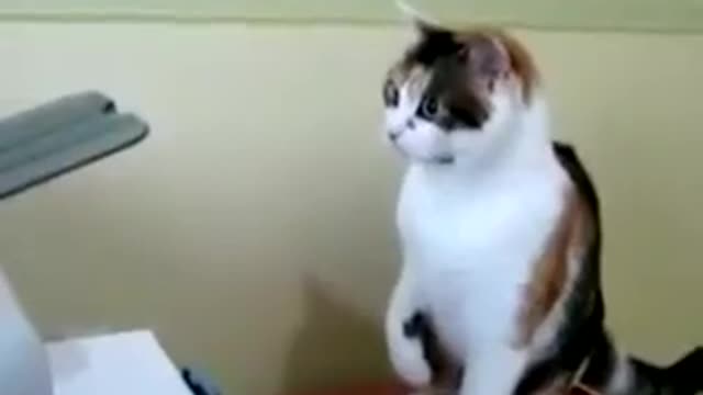 Нервный бой кота о принтера
