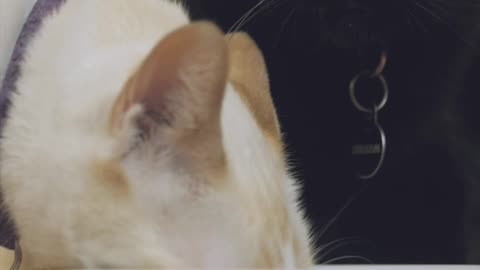 cute cats video