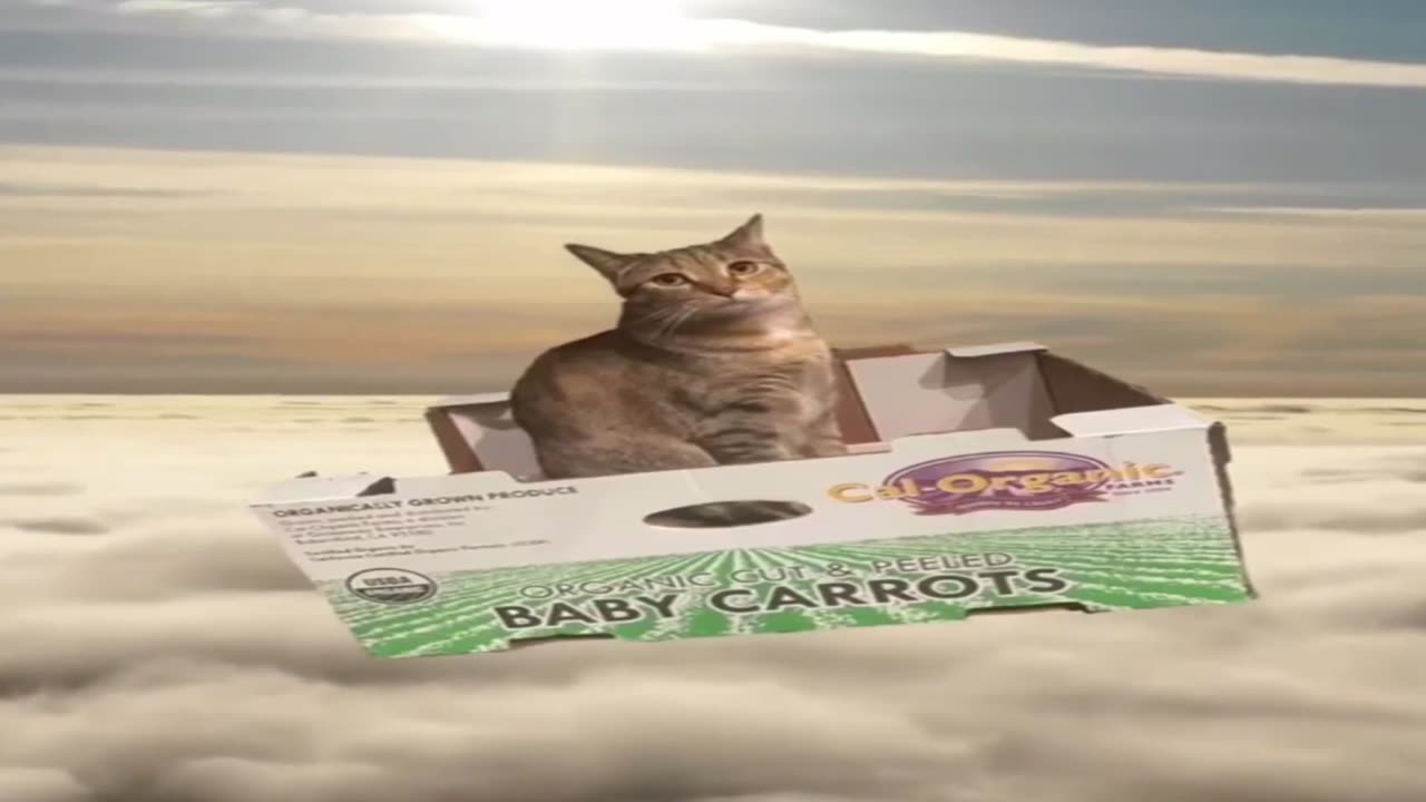 Cat Flies In Box