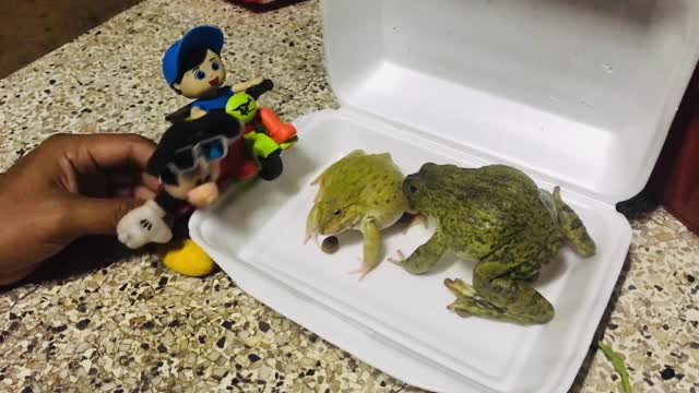 Funny animals/ funny bullfrog sounds, bullfrog play with dog and rabbits 🐰