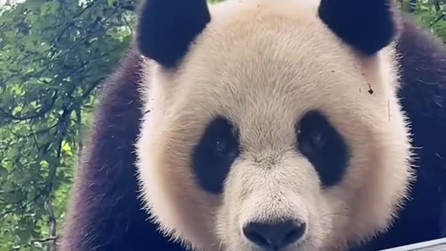 Lovely giant panda, come and have a look!