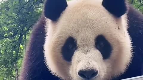 Lovely giant panda, come and have a look!