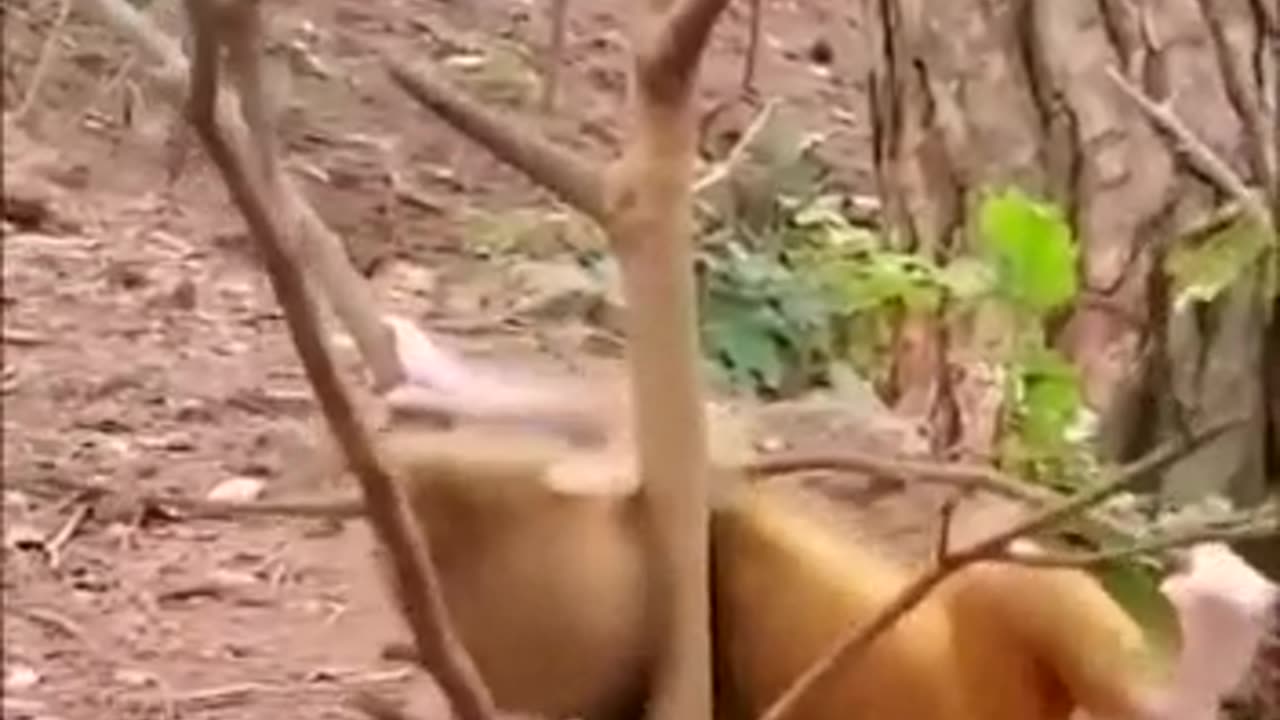 Watch end how Baby monkey save itself