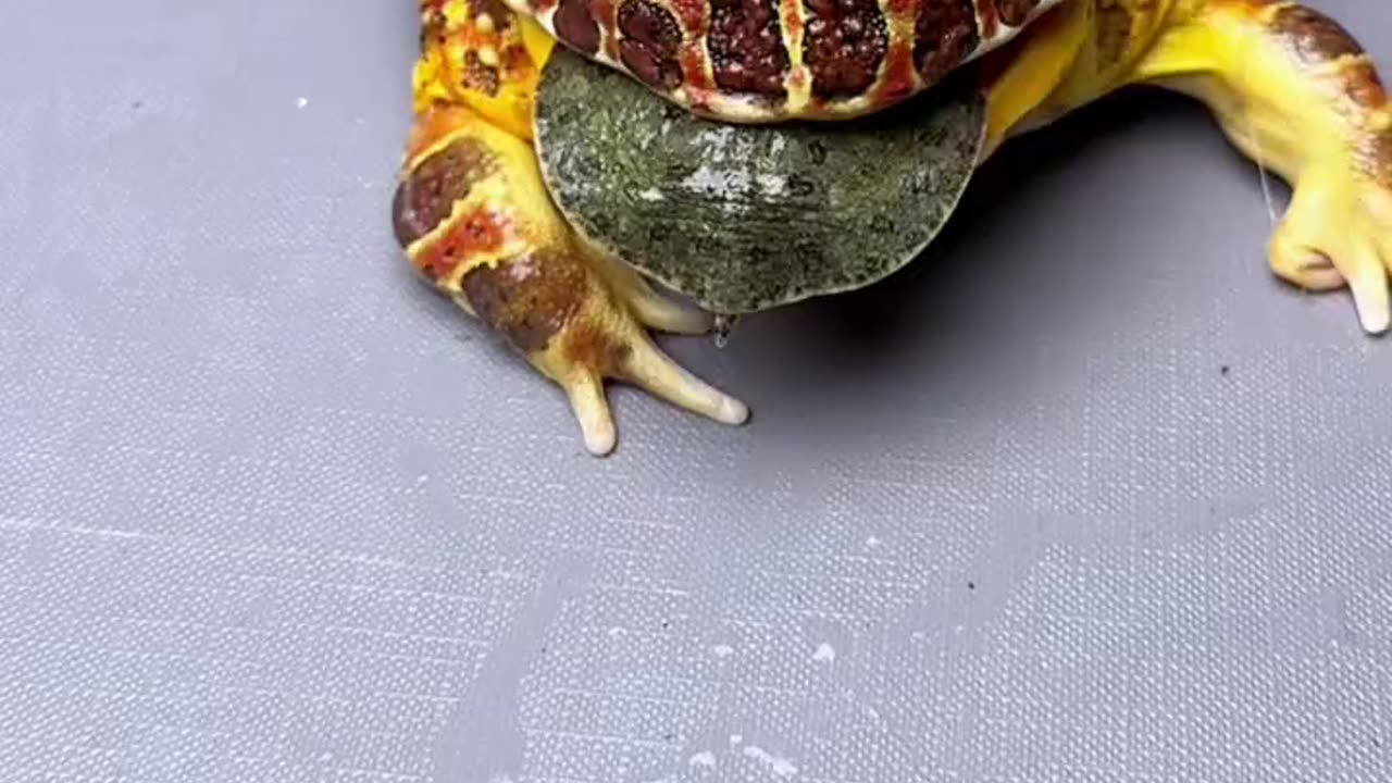 WHAT FROG