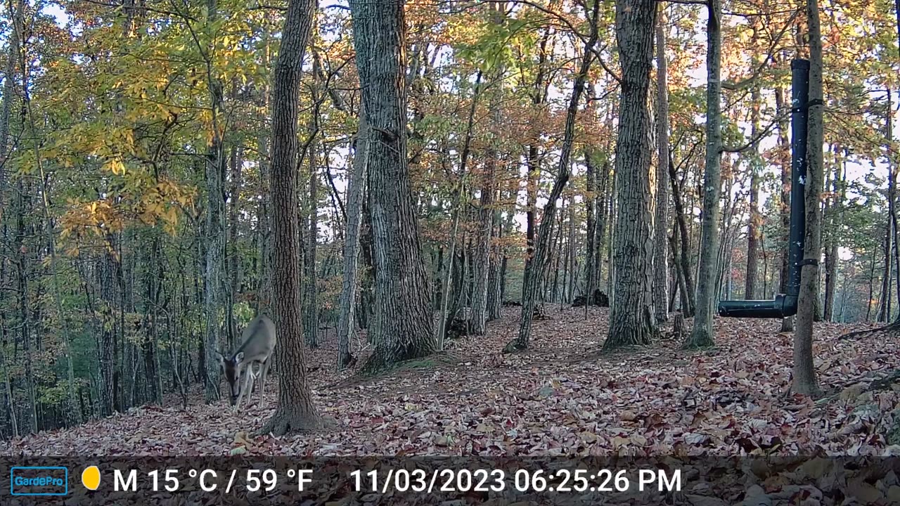 The Woods – 11/04/2023