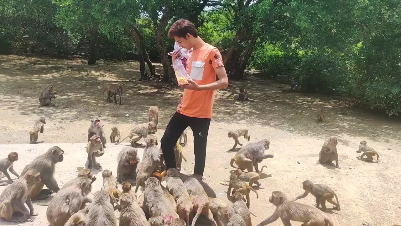 Omg 😱 Hungry Monkey Group Eating Bread and Biscuits