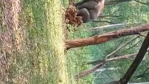 Elephant in fun mood