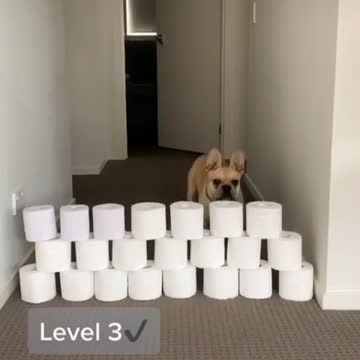 French Bulldog participates in the toilet paper challenge