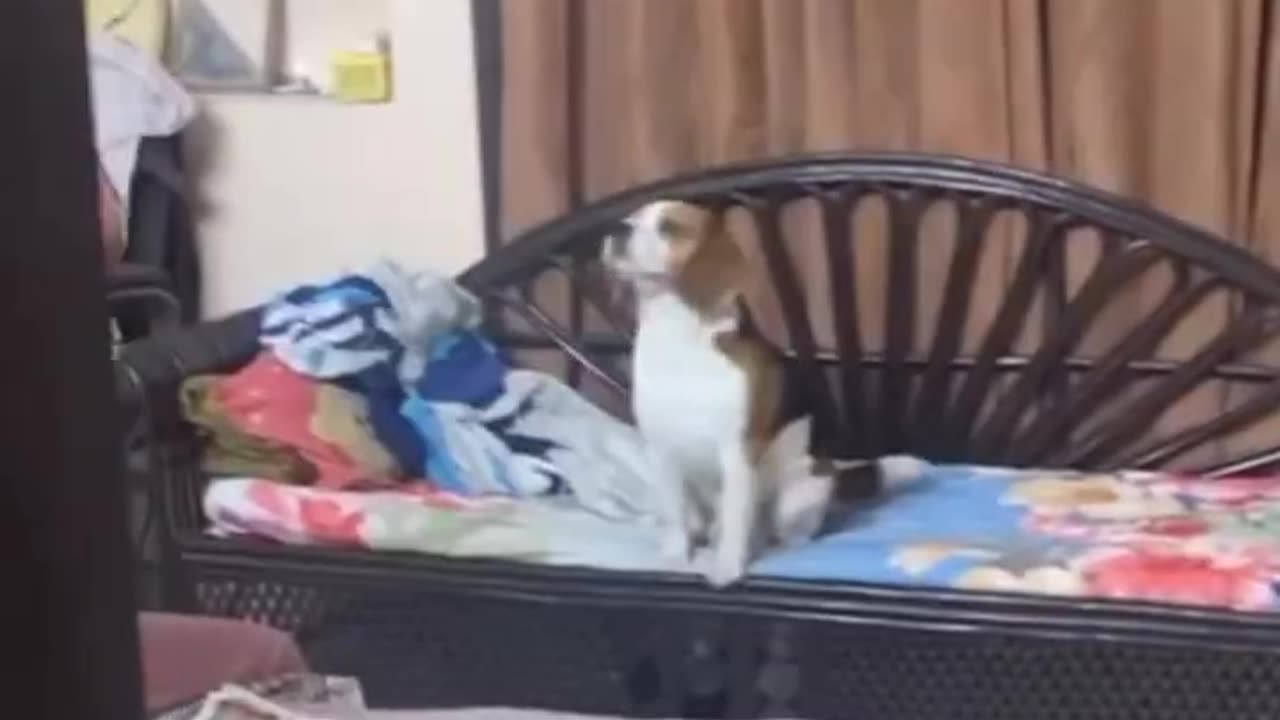When my dogs want something