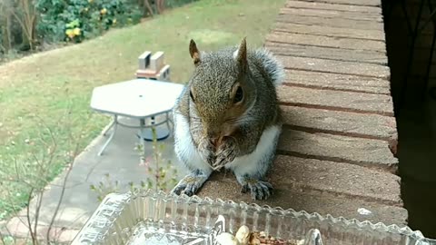 Cute squirrel 🐿️😍