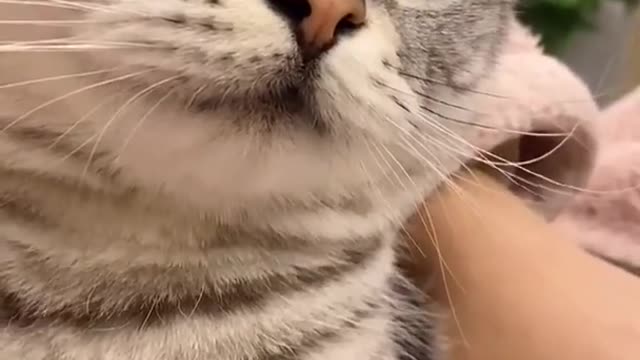 Cute Cats and Funny Animals Compilation 😹 Try Not To Laugh Challenge - Cute Cat 061