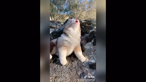 Puppy Howling For Help