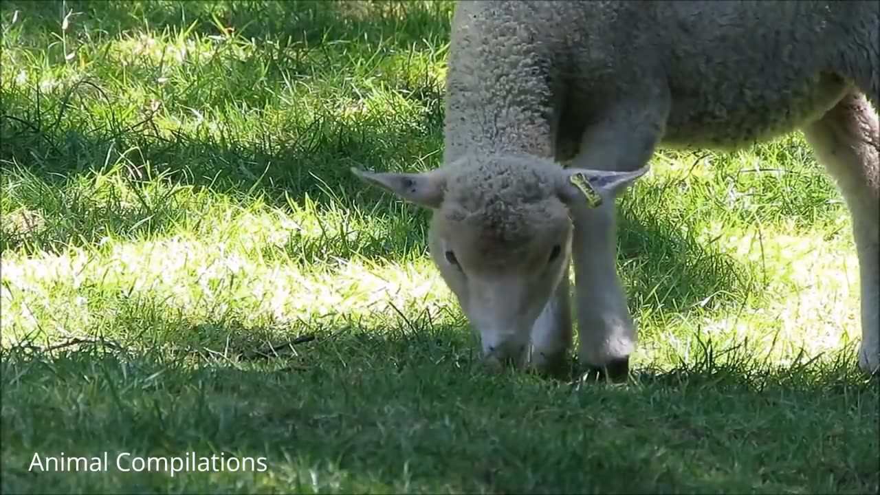 Baby lamb