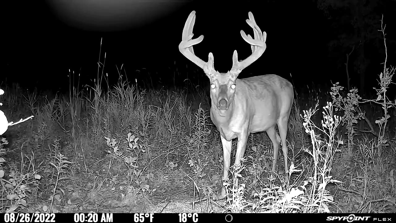 BIG Whitetail buck