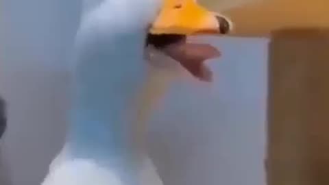 The duck is laughing