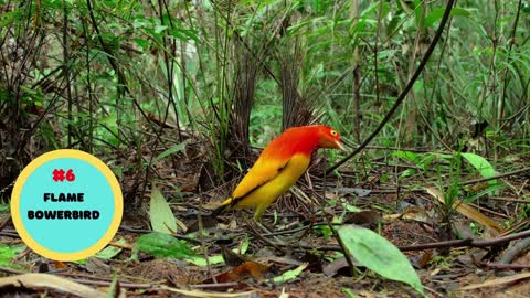 HEART-WARMING BIRDS' MATING RITUALS | NATURE'S BEAUTY!!!